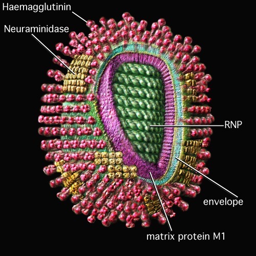 virus-flu-structure-l-500