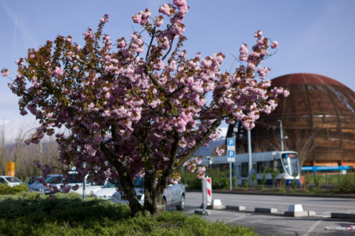 Primavera al CERN (Credits: CERN)