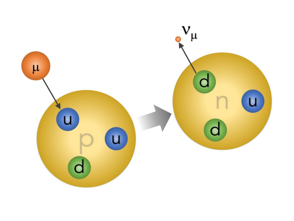 parametrims_catturamuone